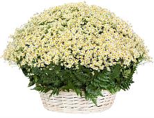 Цветочная композиция из Ромашки в корзине #REPLACE_PRED# Рамони